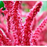 Растение амарант