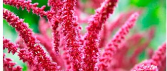 Растение амарант