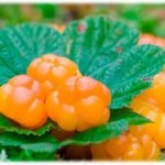 Растение морошка