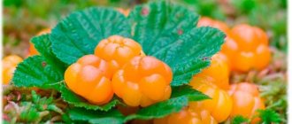 Растение морошка