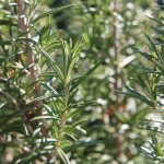 Растение розмарин