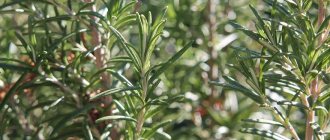 Растение розмарин