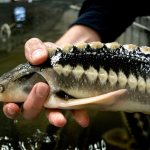 Разновидности красной рыбы