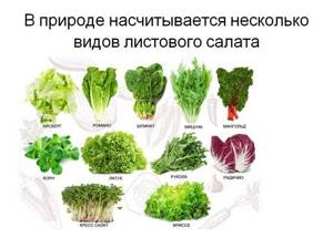 Разновидности листового салата