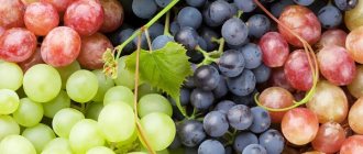 Разные сорта винограда