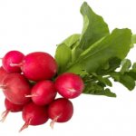 Редиска польза и вред для здоровья