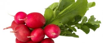 Редиска польза и вред для здоровья