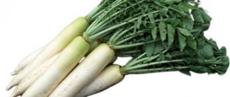 Редька дайкон
