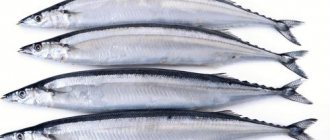 Рыба сайра в свежем виде