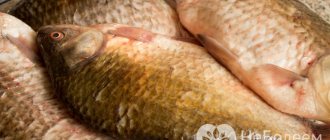 Сазан свежий