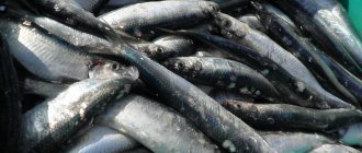 селедка польза и вред