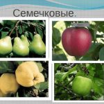 Семечковые фрукты