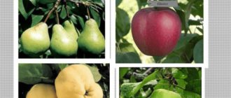 Семечковые фрукты