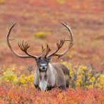 Северный олень