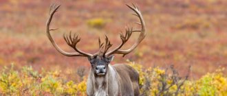 Северный олень