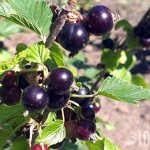 смородина в саду