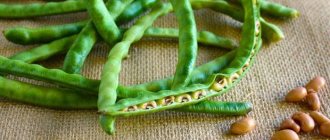 Спаржевая фасоль