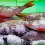 Сухая засолка окуня