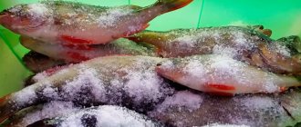 Сухая засолка окуня