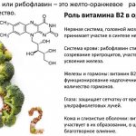Свекла с чесноком и майонезом. Калорийность, польза, вред, БЖУ. Рецепты