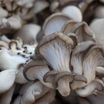 свежие вешенки