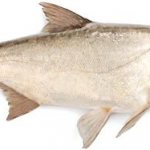 Толстолобик