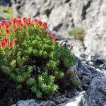 Трава красная щетка