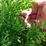 Выращивание красной чечевицы