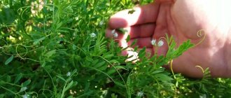 Выращивание красной чечевицы