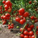 выращивание помидоров: от посева до уборки