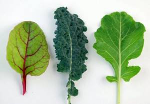 Зеленые овощи. Какие это, список, польза для похудения, калорийность