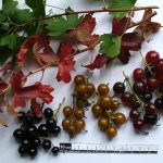 Ягодные кисти разных сортов