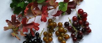 Ягодные кисти разных сортов