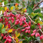 Ягоды барбариса