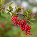 Ягоды барбариса: полезные свойства и противопоказания