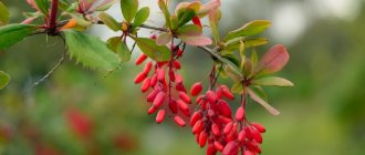 Ягоды барбариса: полезные свойства и противопоказания