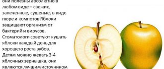 Зеленое яблоко. Калорийность 1 шт., на 100 г, БЖУ, как употреблять