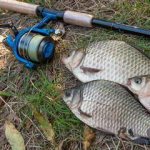 жареный карась калорийность